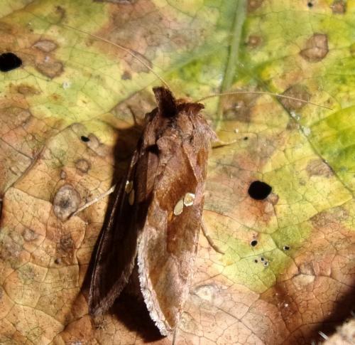 Réf. 194 459 : Chrysodeixis chalcites